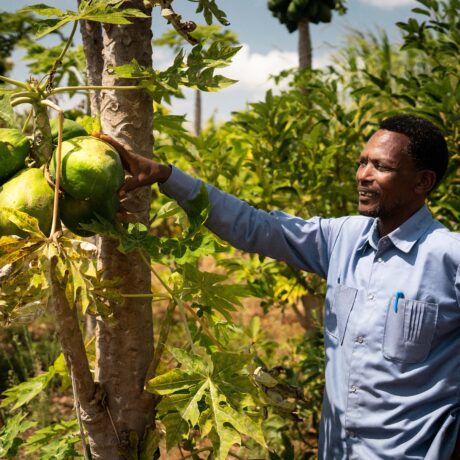 Modeste, les mains dans la terre : reportage