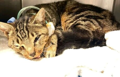 la-solidarite-pour-nos-animaux-malades-et-abandonnes