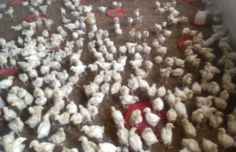 je-participe-a-la-campagne-iles-de-paix-0bed32382