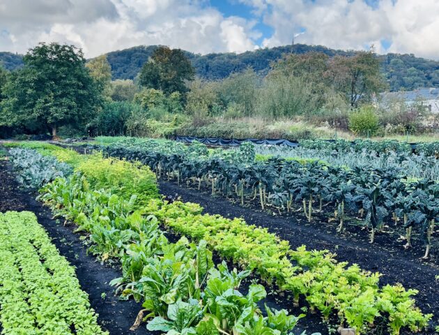 Mangu Sane,
des initiatives alimentaires pour tous et avec tous