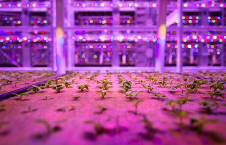 L’agroécologie : un retour à la bêche et la charrue ? (Collection Phosphore #7)