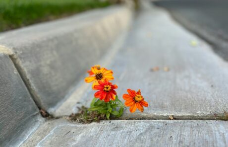 Transition des systèmes alimentaires : de l’autonomie à la robustesse