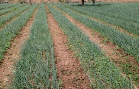 Je participe à la campagne Iles de Paix 2026